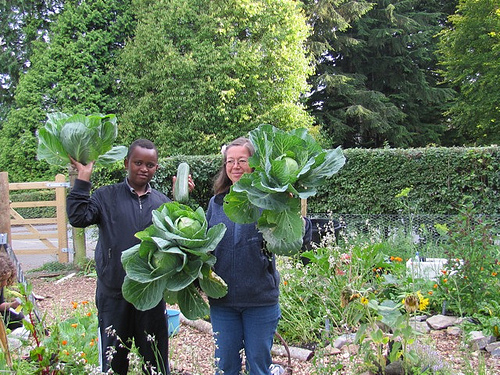 A Little Patch of Ground Devon 2011