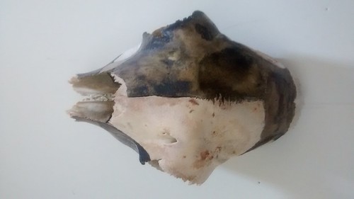 IMG_20150523_102312677